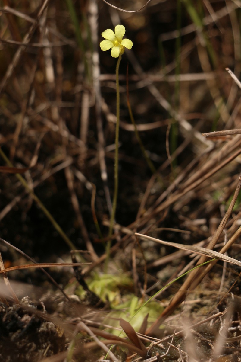 Small Butterwort photo 2
