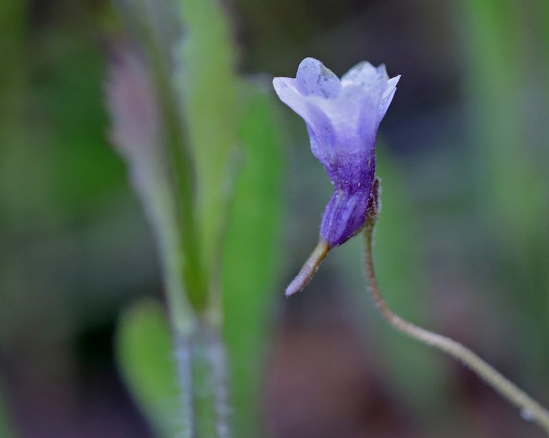 Small Butterwort photo 3