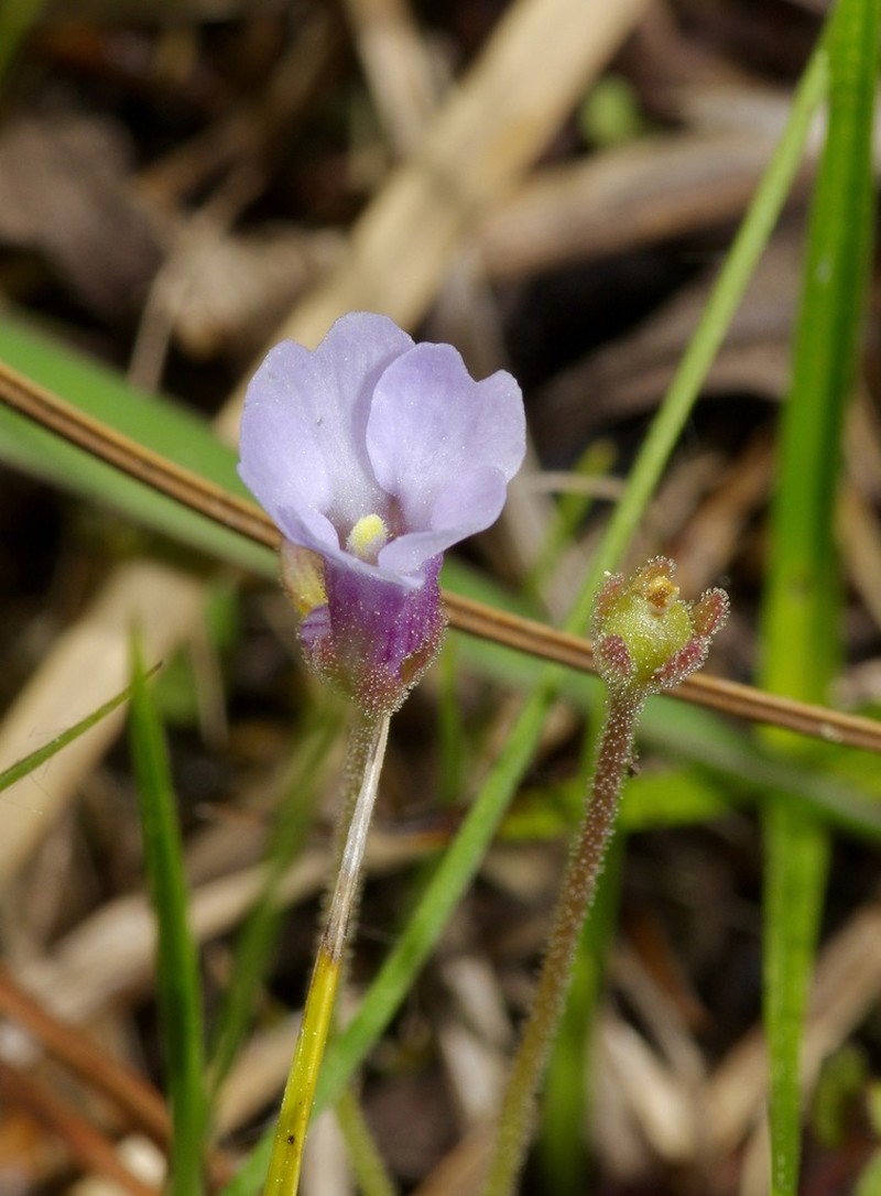 Small Butterwort photo 4