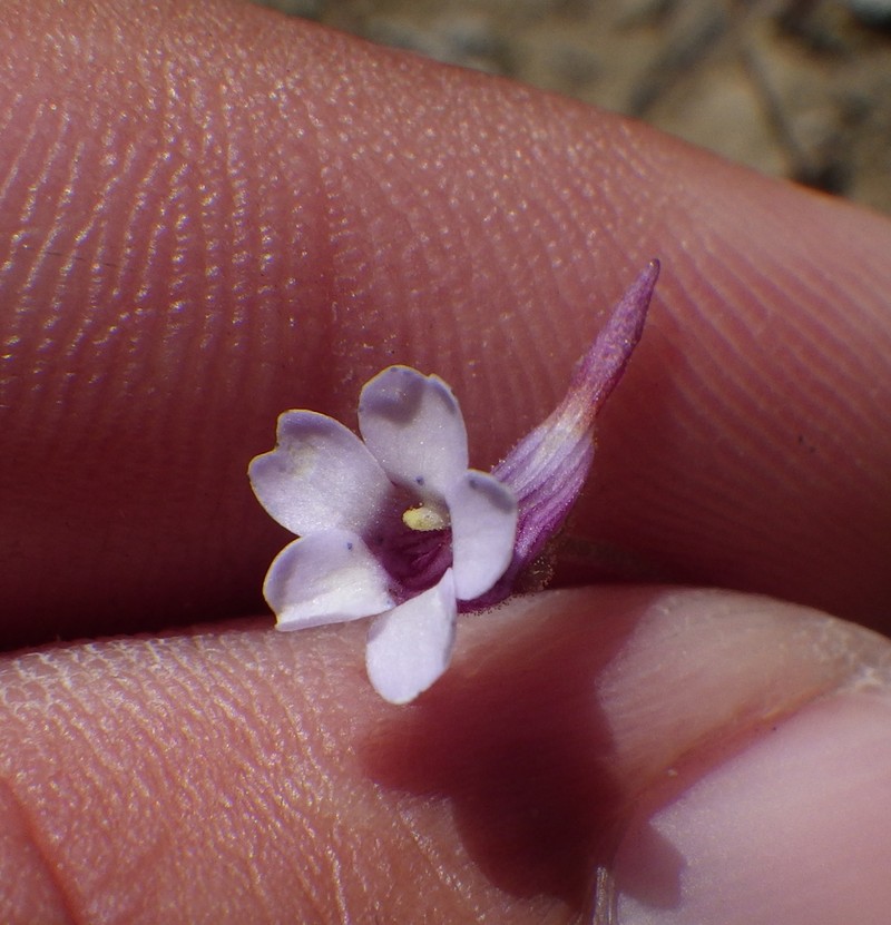 Small Butterwort photo 5