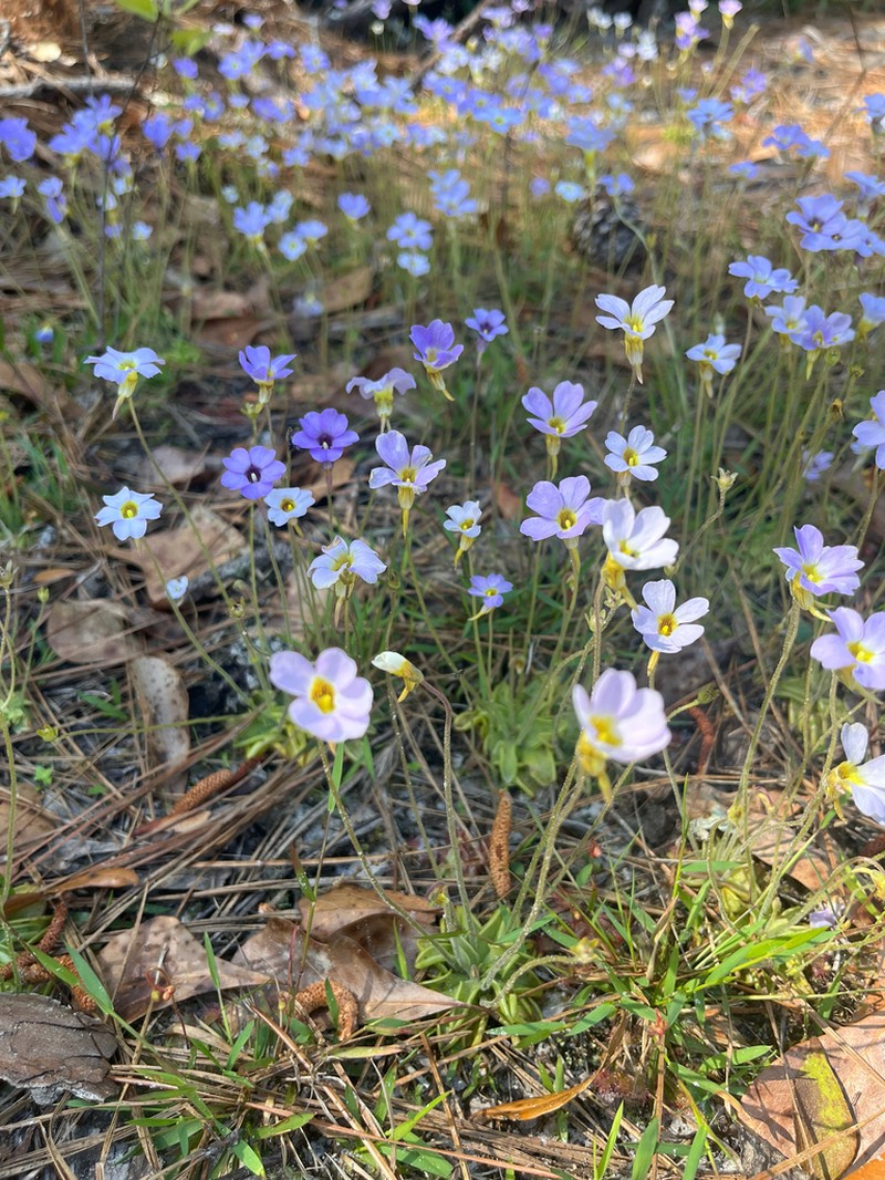 Small Butterwort photo 6