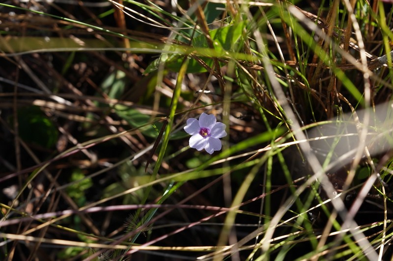 Small Butterwort photo 7