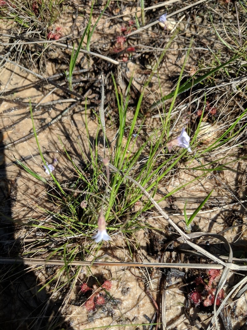 Small Butterwort photo 8