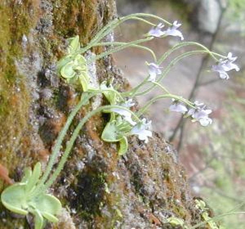 Pinguicula ramosa