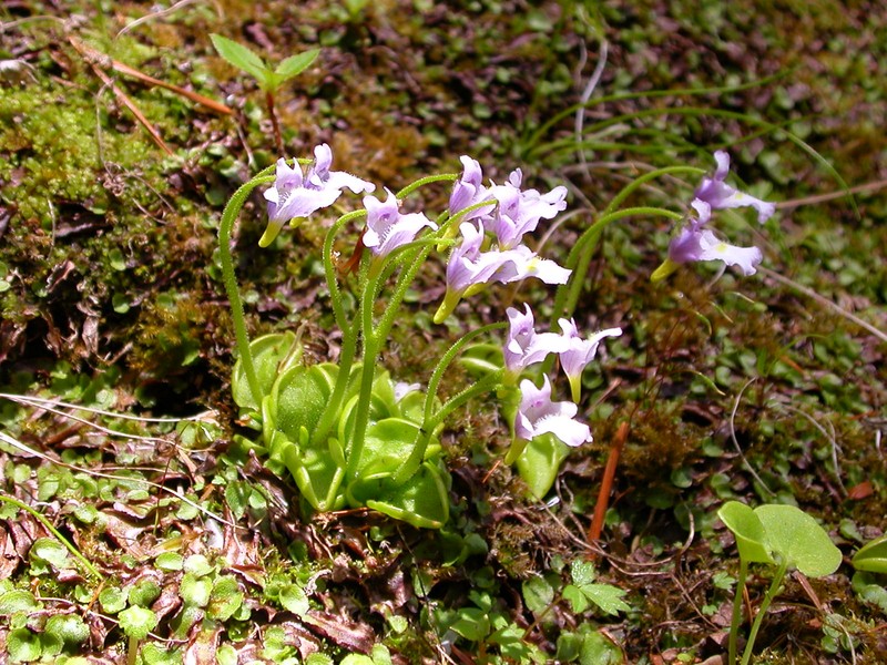 Pinguicula ramosa photo 2