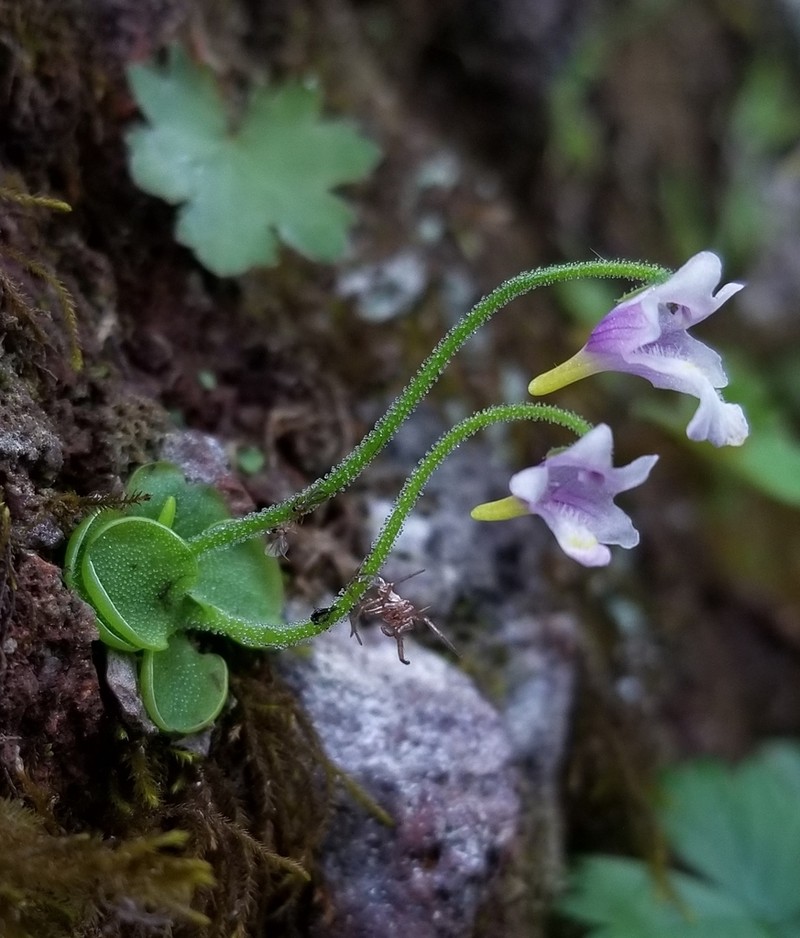 Pinguicula ramosa photo 3