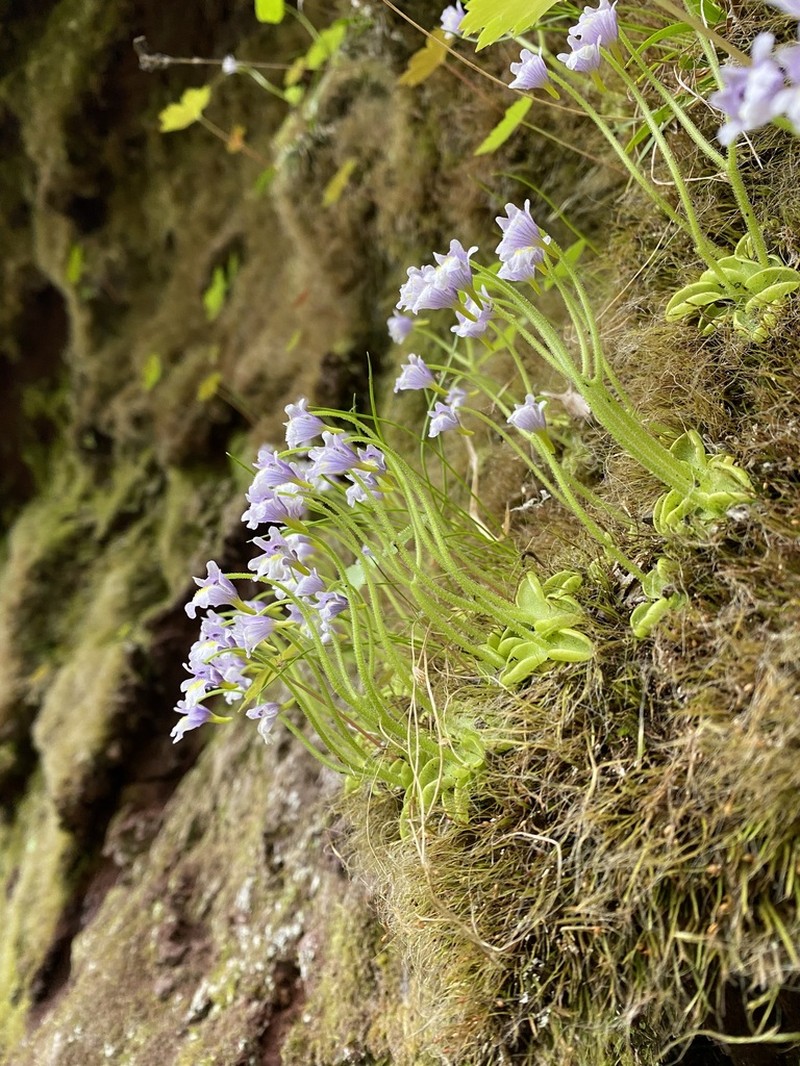 Pinguicula ramosa photo 4