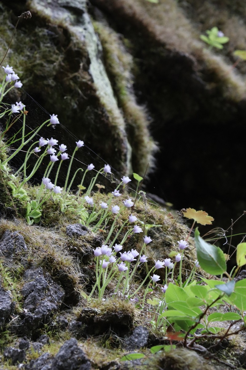 Pinguicula ramosa photo 5