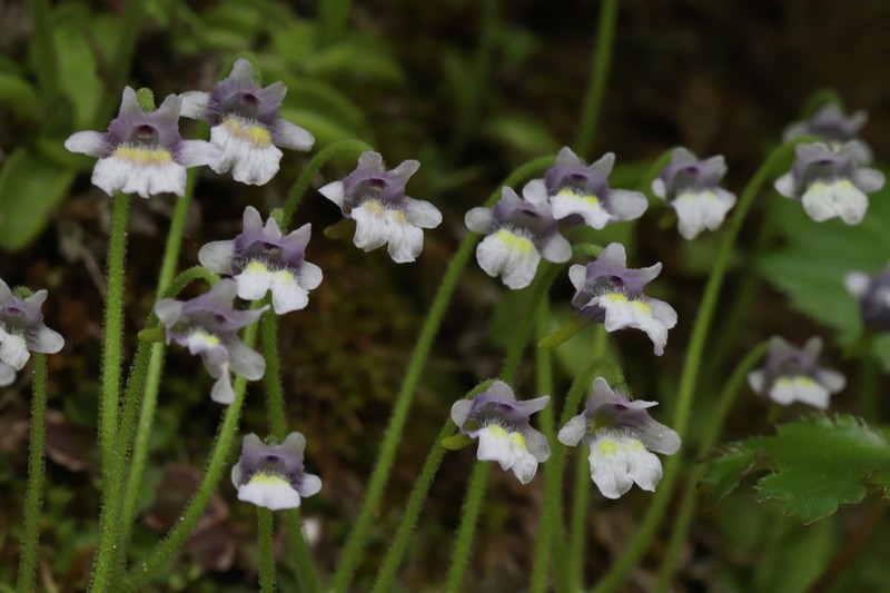Pinguicula ramosa photo 6