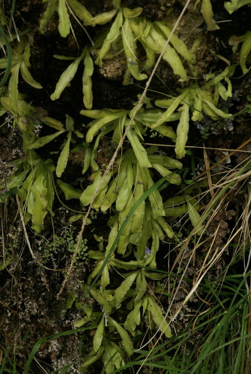 Pinguicula reichenbachiana