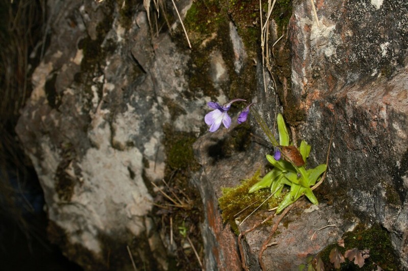 Pinguicula reichenbachiana photo 2