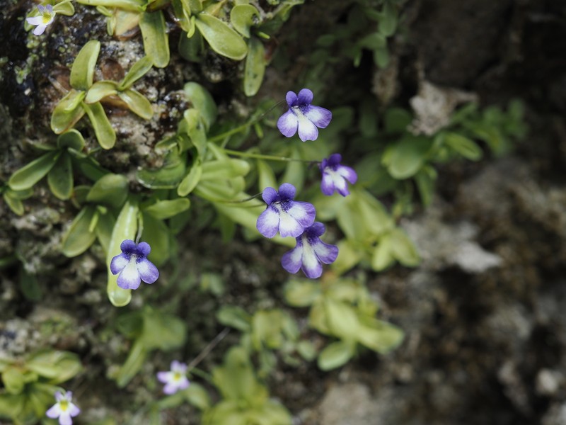 Pinguicula reichenbachiana photo 3