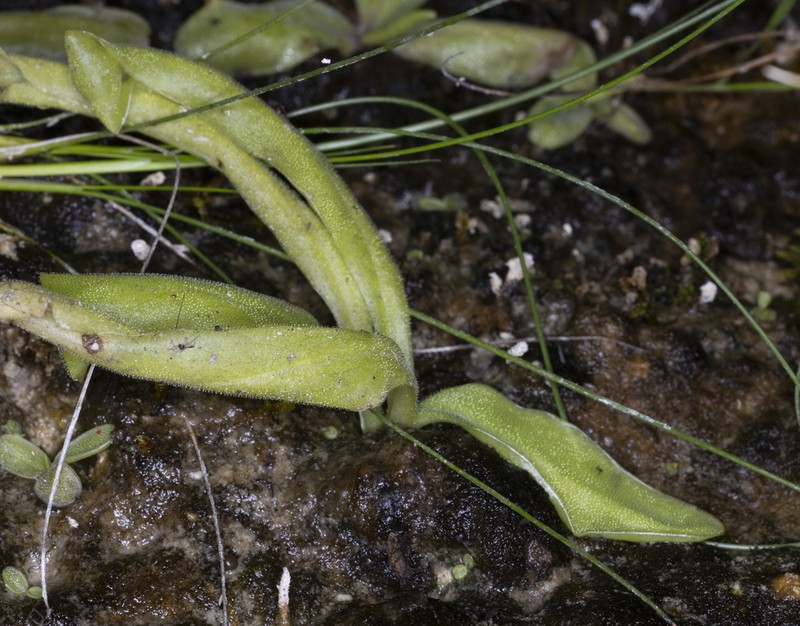 Pinguicula reichenbachiana photo 4