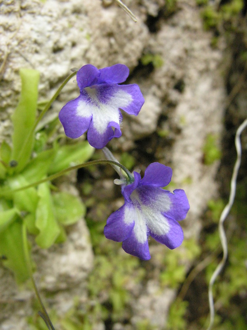 Pinguicula reichenbachiana photo 5