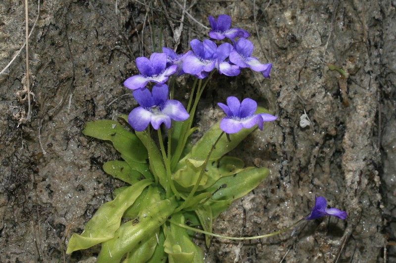 Pinguicula reichenbachiana photo 6