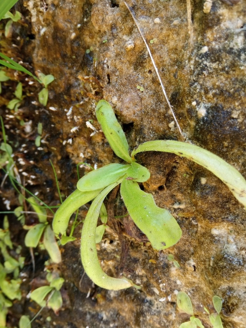 Pinguicula reichenbachiana photo 7