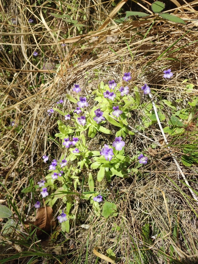 Pinguicula reichenbachiana photo 8