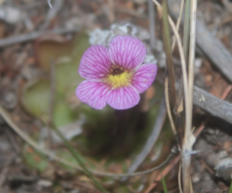 Pinguicula reticulata