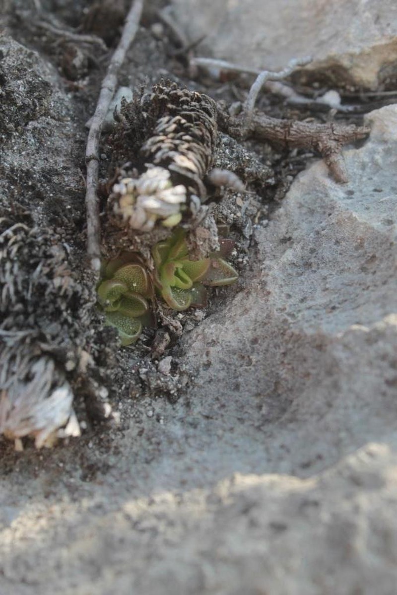 Pinguicula reticulata photo 2