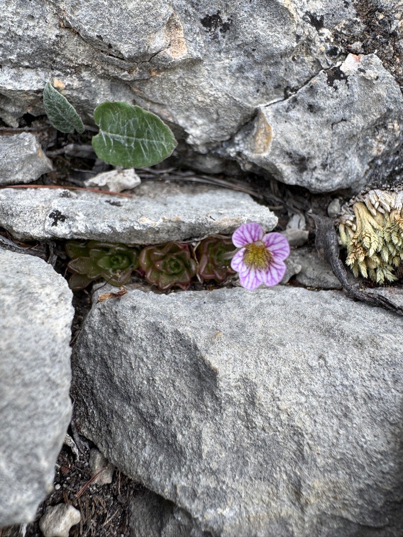 Pinguicula reticulata photo 3