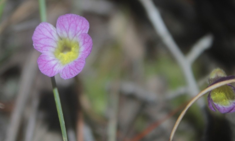 Pinguicula reticulata photo 4