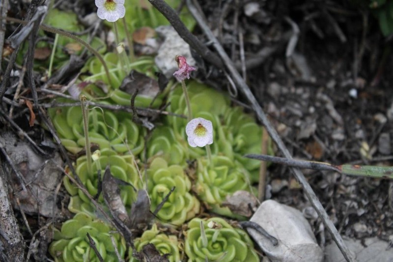 Pinguicula reticulata photo 5