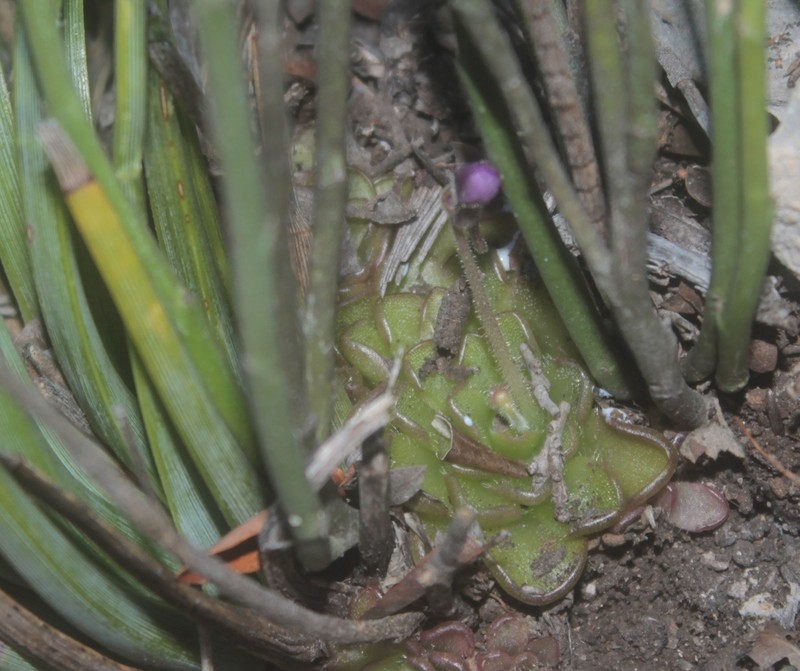 Pinguicula reticulata photo 6