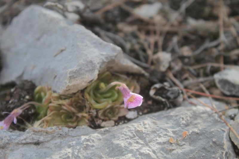 Pinguicula reticulata photo 7