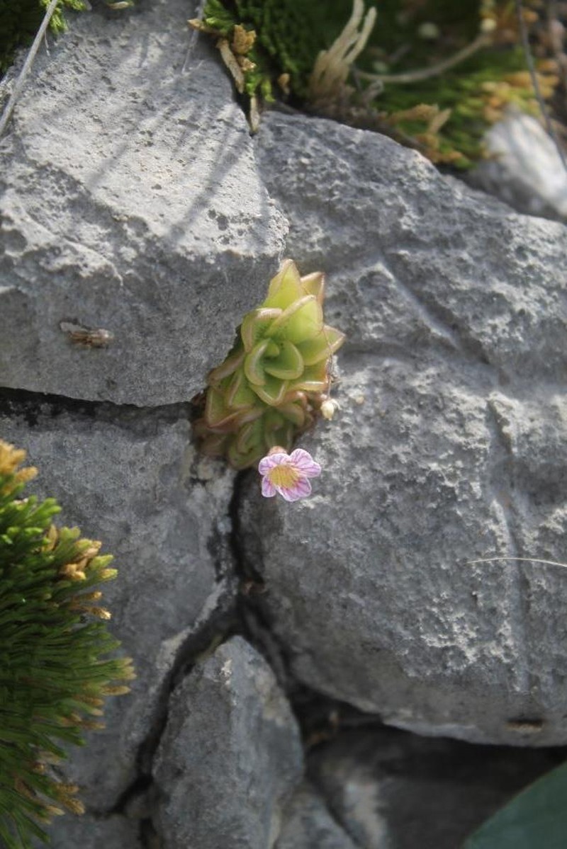 Pinguicula reticulata photo 8