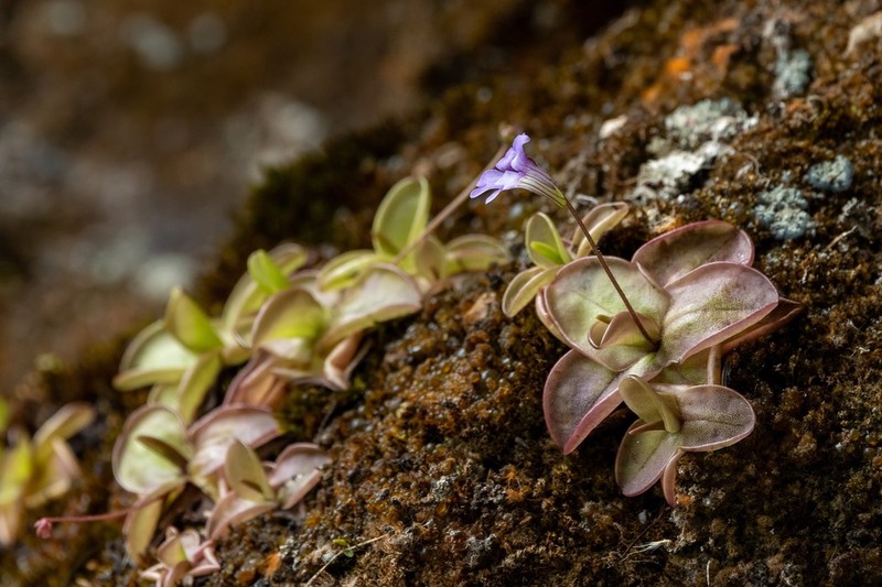 Pinguicula rosmarieae