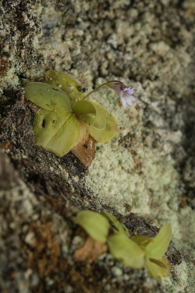 Pinguicula rosmarieae photo 3