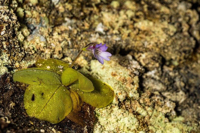 Pinguicula rosmarieae photo 5