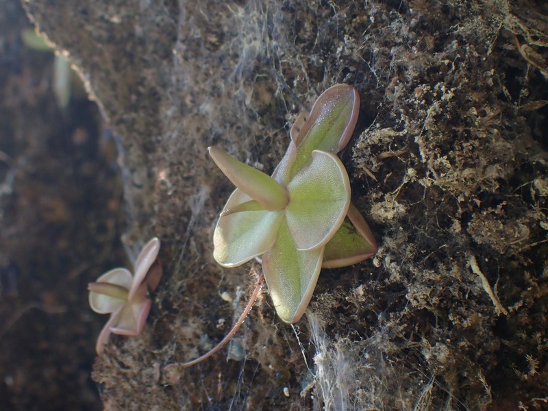 Pinguicula rosmarieae photo 8