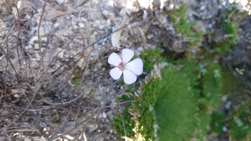 Pinguicula rotundiflora
