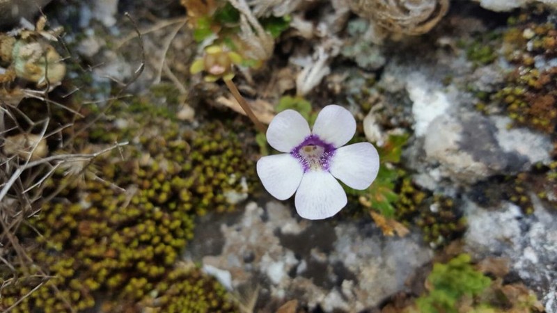 Pinguicula rotundiflora photo 2