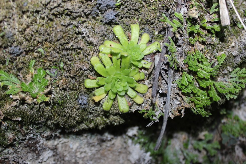 Pinguicula rotundiflora photo 3