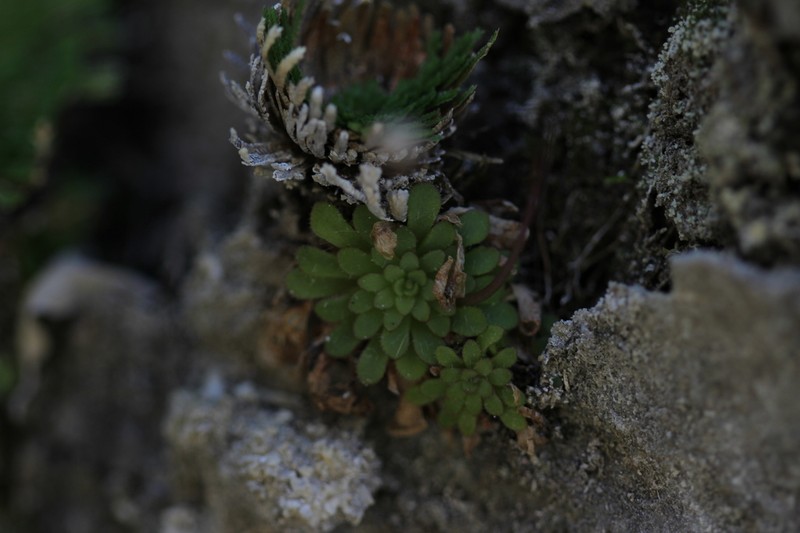 Pinguicula rotundiflora photo 4