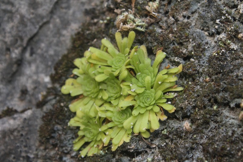 Pinguicula rotundiflora photo 5