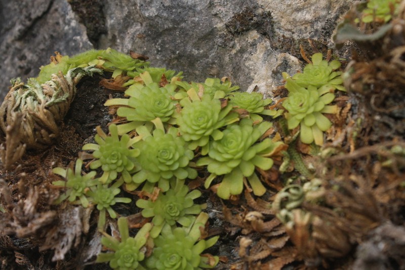 Pinguicula rotundiflora photo 6