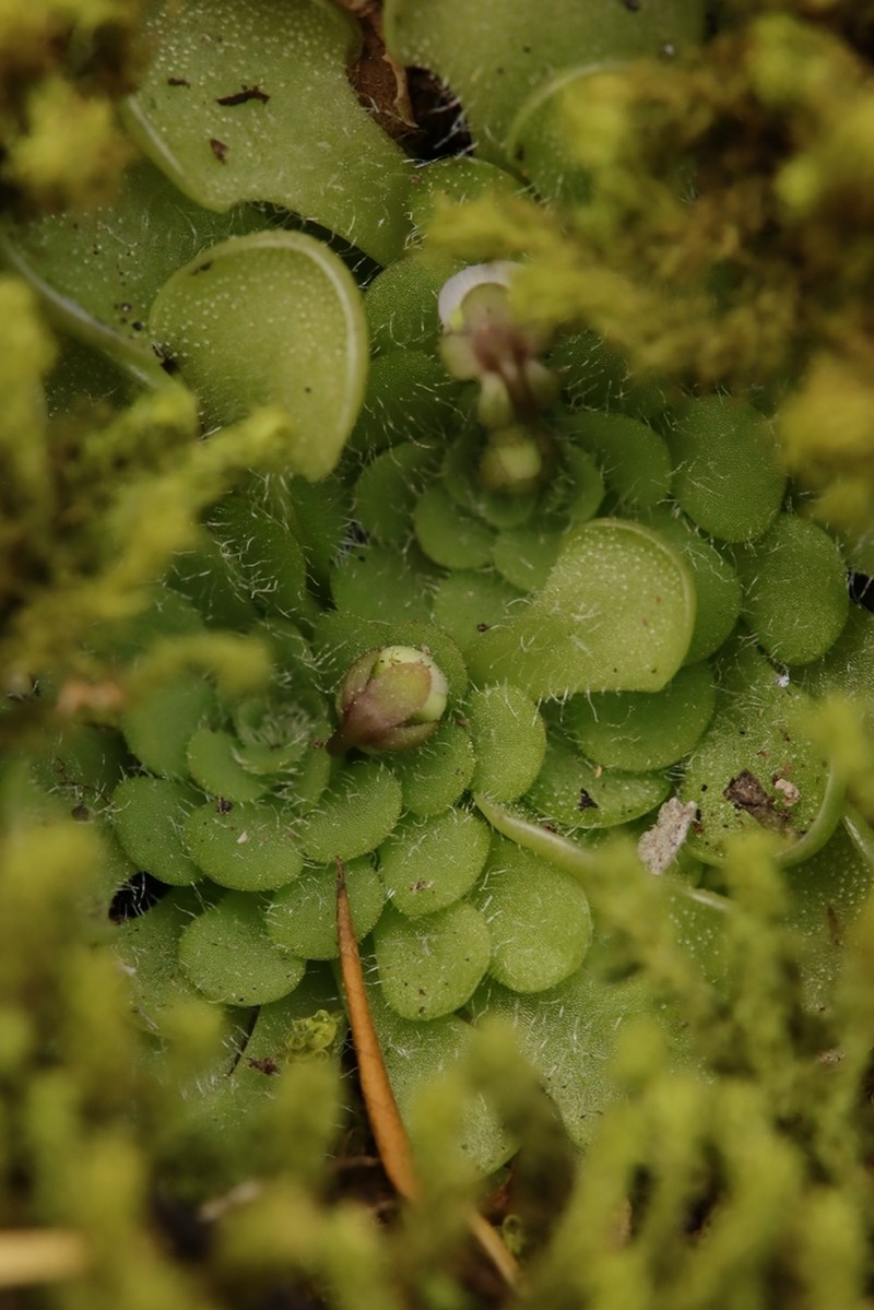 Pinguicula rotundiflora photo 7