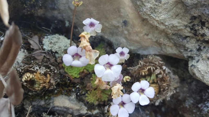 Pinguicula rotundiflora photo 8