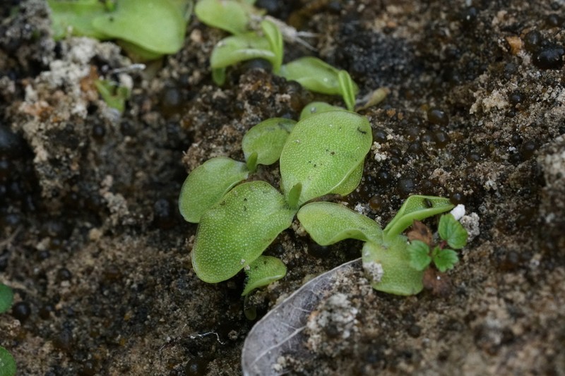 Pinguicula sehuensis