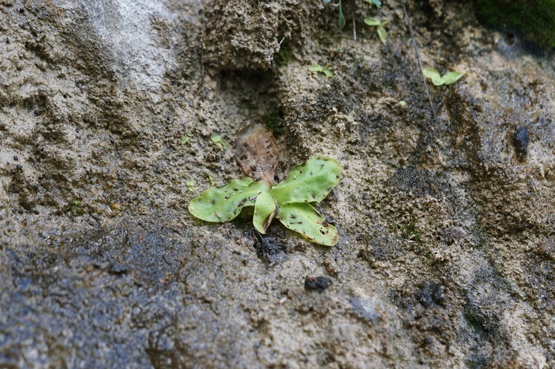 Pinguicula sehuensis photo 3