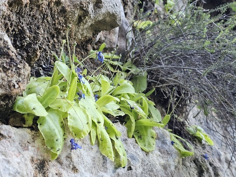Pinguicula sehuensis photo 6