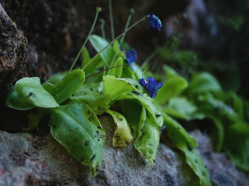 Pinguicula sehuensis photo 8