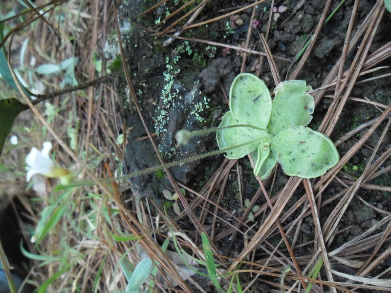 Pinguicula sharpii