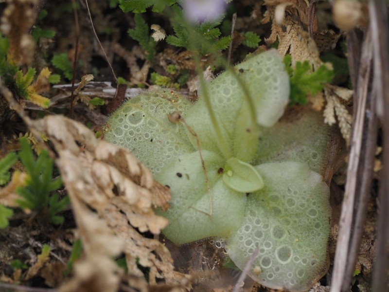 Pinguicula sharpii photo 3
