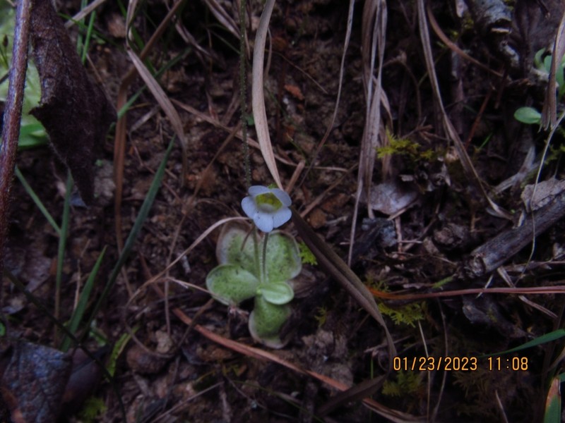 Pinguicula sharpii photo 4