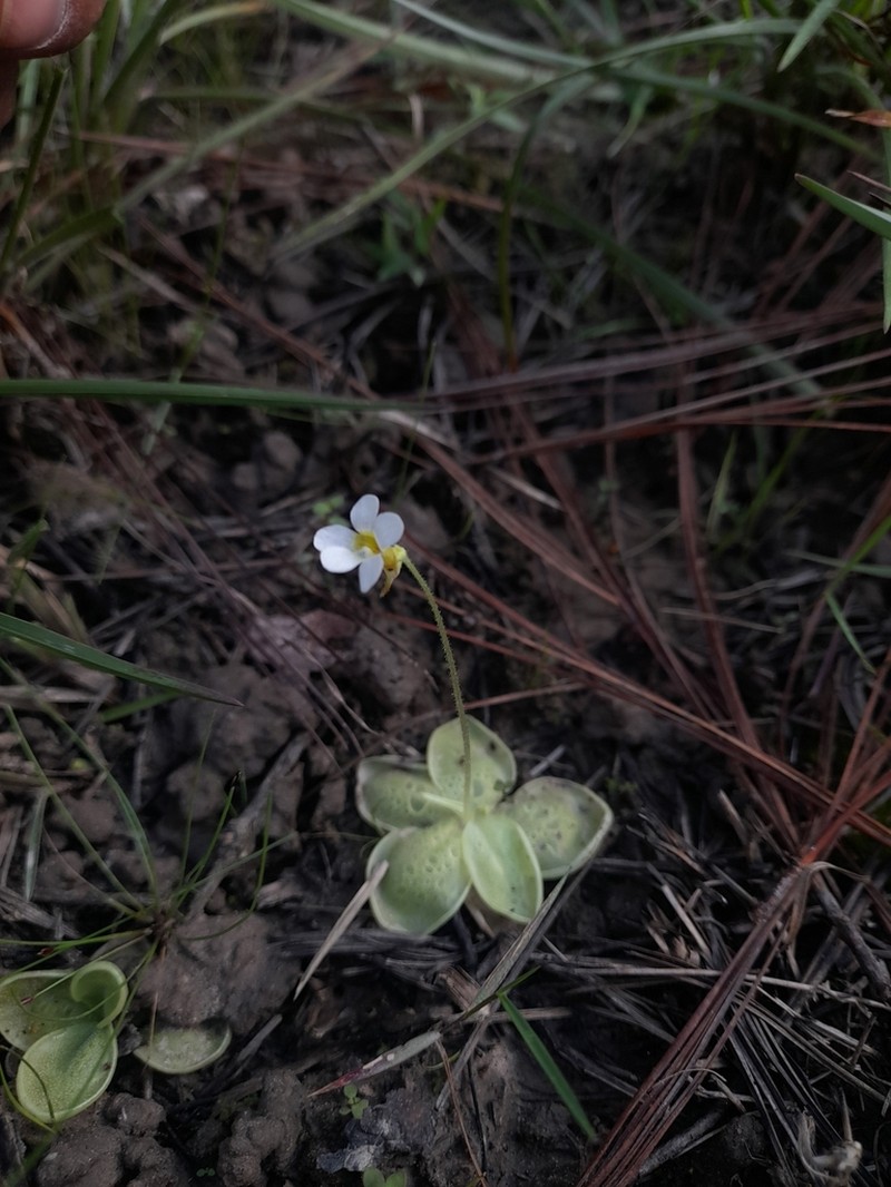 Pinguicula sharpii photo 6