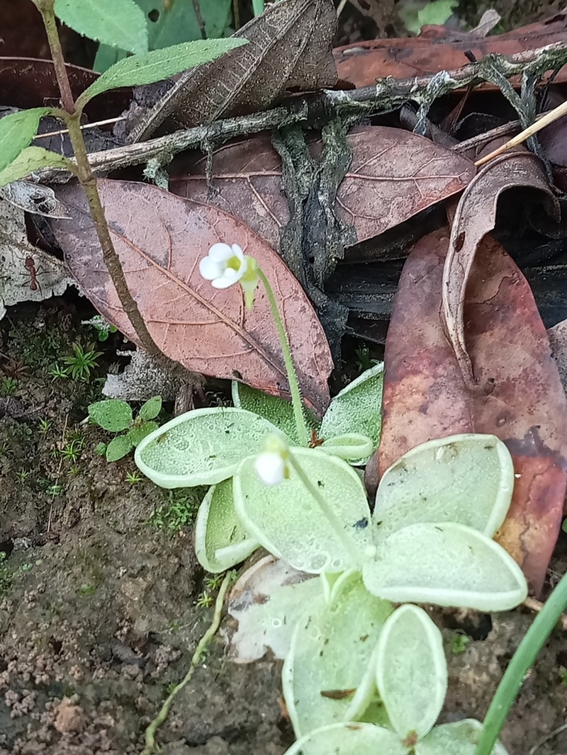 Pinguicula sharpii photo 7